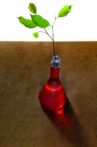 plant leaves table ficus vase strippingaway