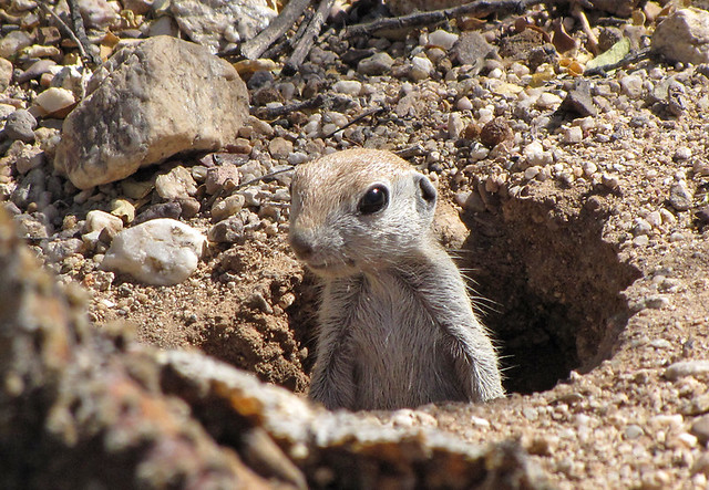 Roundtailed ground squirrel  Flickr  Photo Sharing!