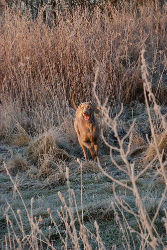 winter cold sunrise river nikon frost december walk running camo weimaraner camouflage cumbria carlisle weim d80 ribbleeden