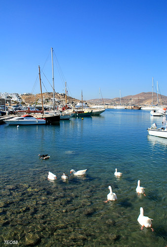 sea bird port boats island geese goose greece paros cyclades naoussa