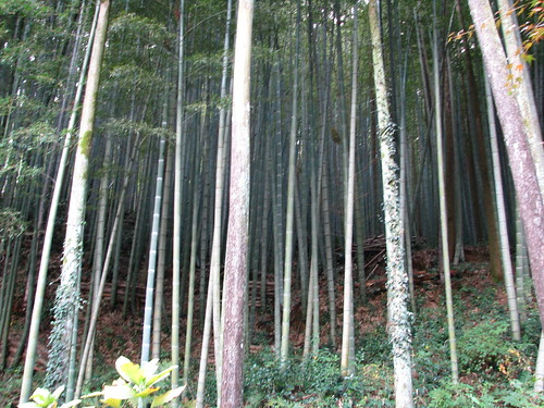 japan japon 日本 usuki 臼杵 campagne 田舎 countryside 臼杵石仏 valleyofbuddhas valléedesbouddhas bamboo wood bambou 竹林 bois