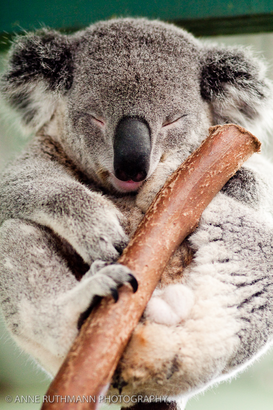 Sleeping Koala on Branch