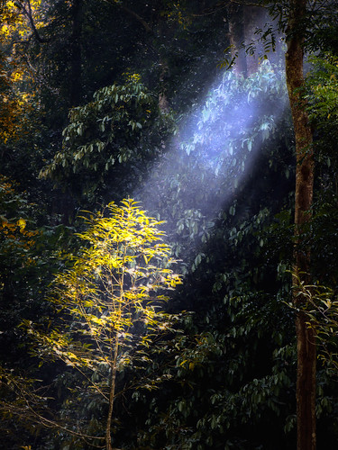 mist forest lumix panasonic jungle malaysia rol raysoflight naturesfinest coth jeramtoi fz28 ishafizan sailsevenseas