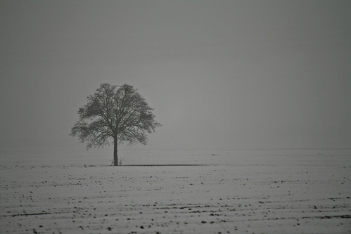 bw tree fog canon grey blackwhite day loneliness bn neve land terra nebbia albero 2009 bianconero solitudine griogio 400d andreapirazzini