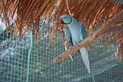 Parrot at Kuala Lumpur Bird park