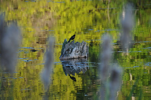 sunset ontario canada reflection bird water stump peterborough trentcanal otonabeeriver