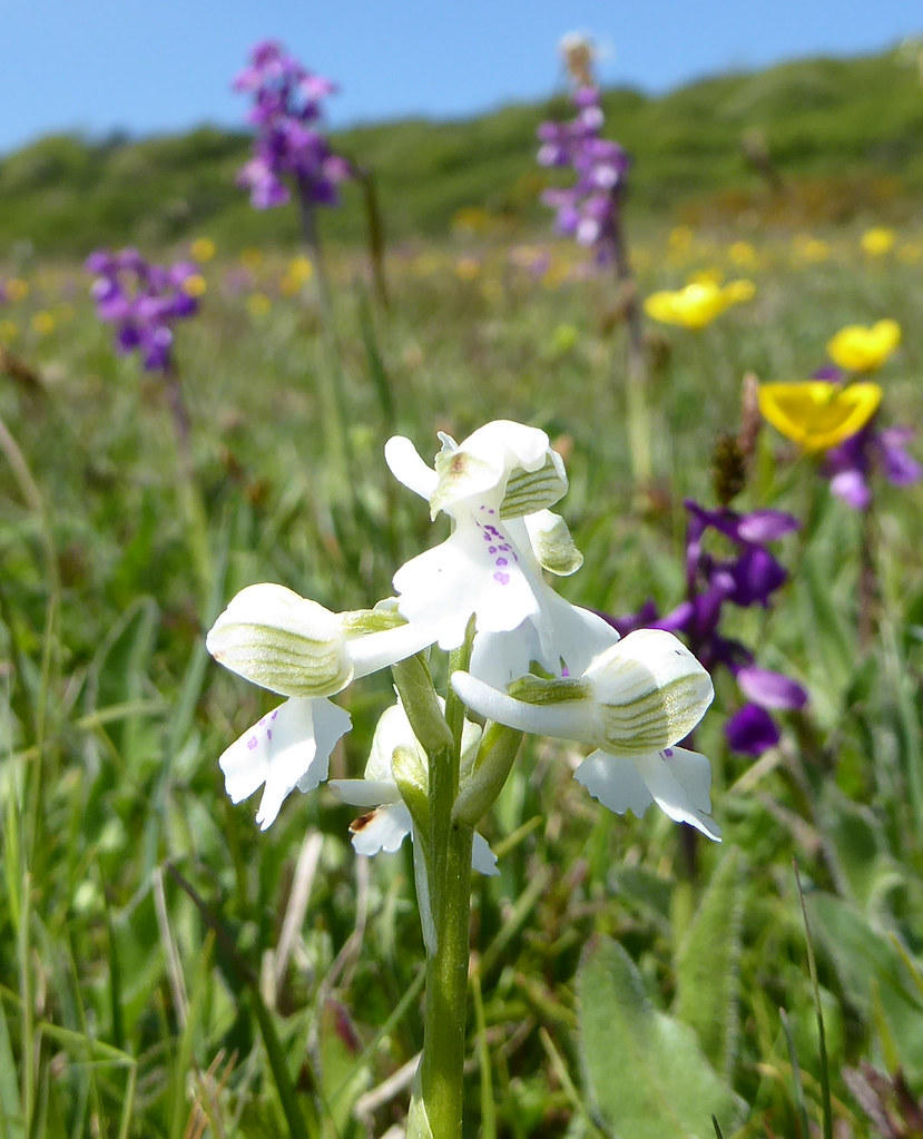 Gree-winged orchid (white)