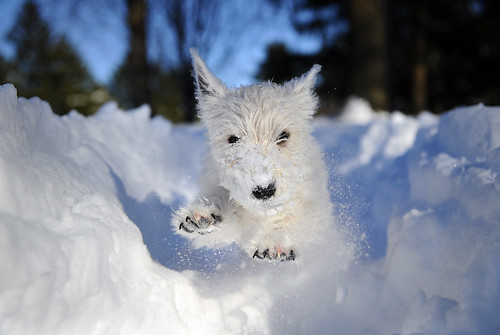 dog snow puppy md snowstorm westie maryland terrier westhighlandwhiteterrier blizzard towson highqualitydogs highqualityanimals mdspcacalendar