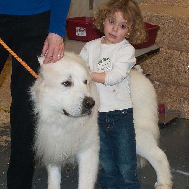 Westminster Dog Show 2010 - Great Pyrenees | Flickr ...