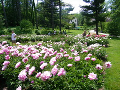 Peony Gardens at the Nichols Arboretum (University of Michigan, Ann Arbor)