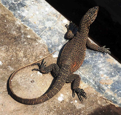 wildlife lizards ner aizawl mizoram specanimal mzu tanhrilcampus
