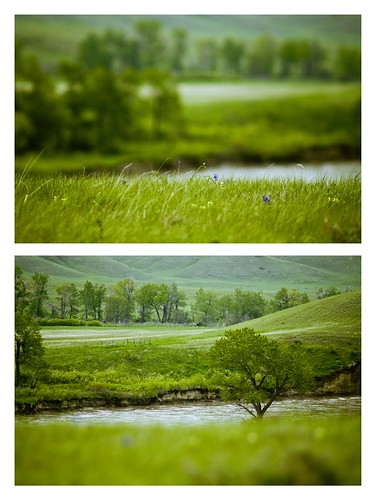 trees green grass river landscape spring diptych alberta valley verdant lush knoll oldmanriver