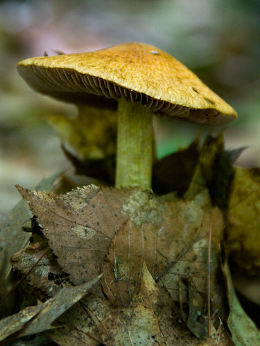 nature mushroom forest earth fungus shroom