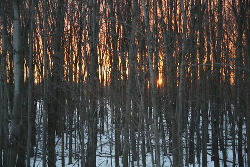 travel trees winter sunset ohio vacation orange sun white snow black forest woods cleveland gray westlake birch setting tamron 1750mm