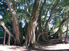 Banyan Grove