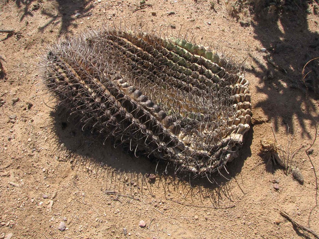 Dead Barrel Cactus; between Redington and Cascabel, AZ