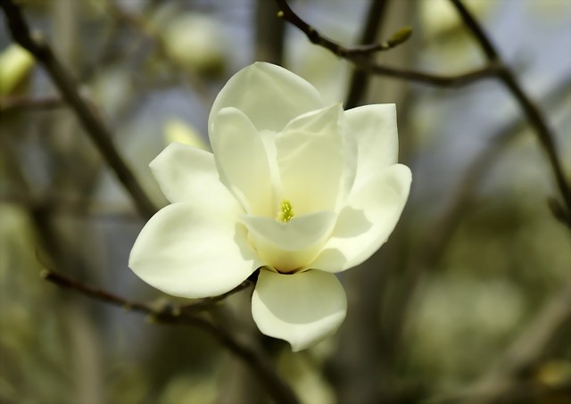 はくもくれん (白木蓮) / Magnolia heptapera