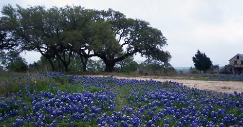 film mediumformat geotagged texas bluebonnet wildflower filmscan texaswildflowers mamiya7ii geo:lat=3031954 geo:lon=96344336 lupinustexsenis