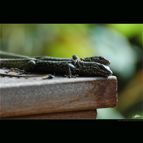 nikon natura lizard indianajones paparazzo homeshots lucertole nonsonoglianniamoresonoichilometri guidoranieridare