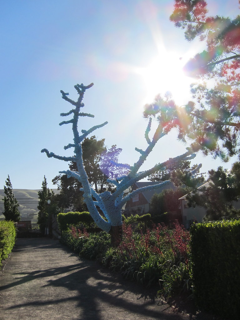 Blue Tree Claude Cormier Cornerstone Gardens Sonoma Flickr