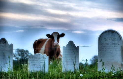 cow pennsylvania pa pasture gravestone lancaster imagebydesignworks
