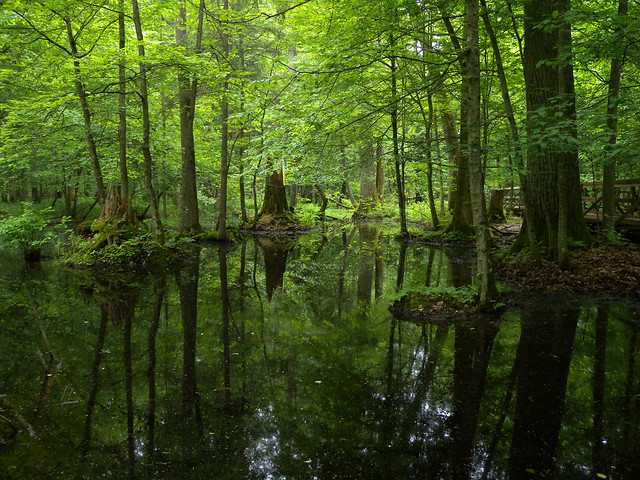 Białowieża National Park, Poland