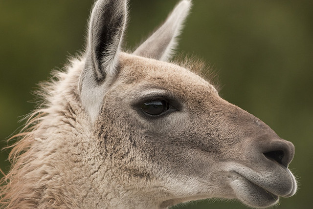 those llama eyes | Flickr - Photo Sharing!
