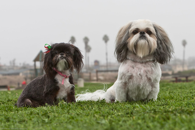 BEST of 8 pics. Virginia Hiramatsu’s Dogs (L-R) Missy and Puzzle