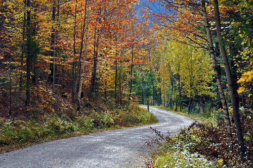 autumn trees color fall nature geotagged austria europe hiking path herbst foliage wald wandern loweraustria reichenau platinumheartaward