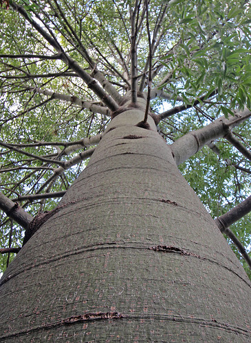 tree bottletree goodna ipswich queensland australia big wideangle wideanglelens huge tall pov pointofview high flora trunk branch branches leaves girth rings strechmarks native