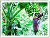 Musa acuminata (Dwarf Cavendish Banana, Ornamental Banana, Pisang Serendah)