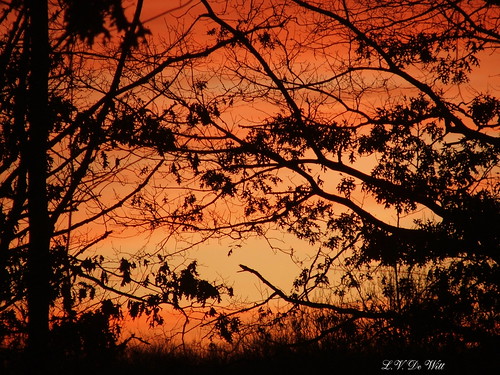 morning trees orange sunrise connecticut newengland