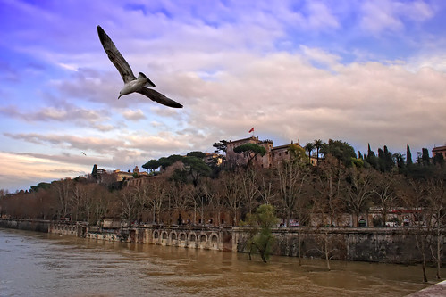 rome roma river flood gull fiume tevere piena gabbiano pienadeltevere elitephotography luigimancini