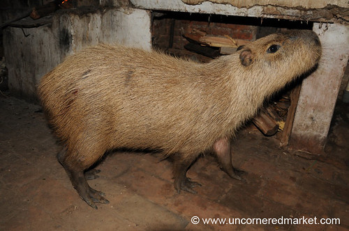 animals concepcion paraguay capybara dpn waterpig elroble