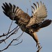 hawk takes off  in Bosque del Apache
