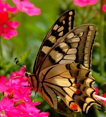 Papilio machaon-Le grand porte-queue.