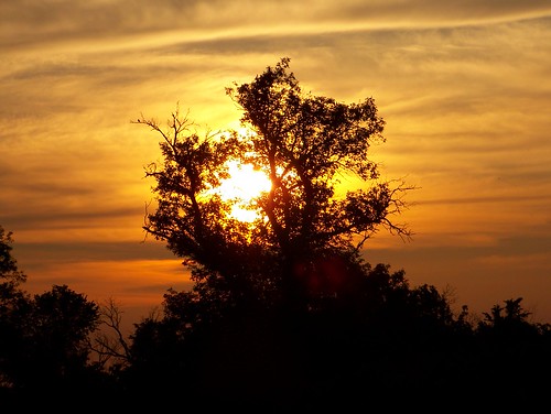 trees sunset sky sunrise