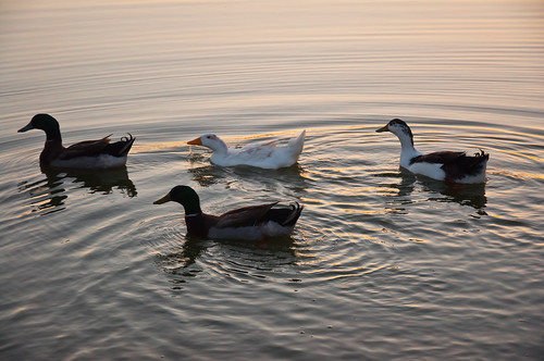 park sunset water birds texas wildlife ducks canyon southeastpark