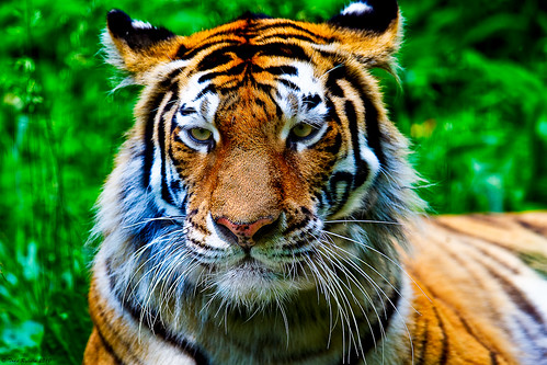 animals zoo wildlife tiger peoria 2010 peoriazoo