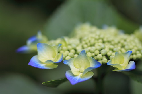 blue flower yellow japan tokyo東京 tamronspaf90mmf28dimacromodel272e yakushiikepark薬師池公園 hydrangeamacrophyllafnormalisガクアジサイ hydrangeaアジサイ