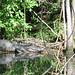 Alligator Canal  DSCN1731