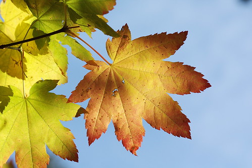 autumn orange nature yellow canon leaf maple e thelightisall photovotr