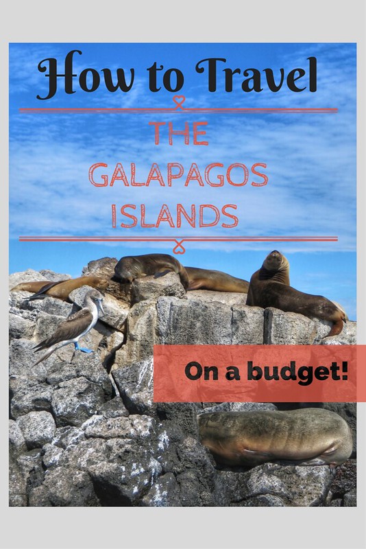 Galapagos On A Budget - Pin