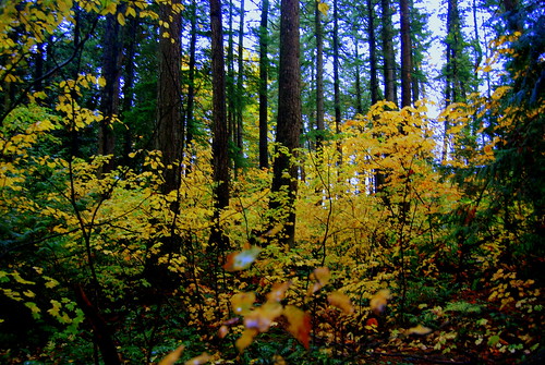 color gold green forest hope red verticle vinemaple yellow autumn bush fraservalley vivid tree unusual glow veryvivid canada goldset bc backroad fir hopeprincetonarea hopeprinceton fraser valley woods composition fall colora trees
