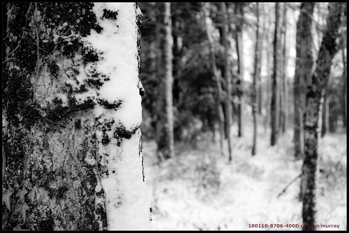trees snow france eurotrip 2010