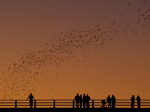 bridge sunset sky silhouette austin crop bats