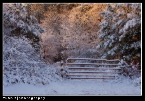 trees snow pine sunrise ga fence georgia gate path farm country forsyth hardwoods