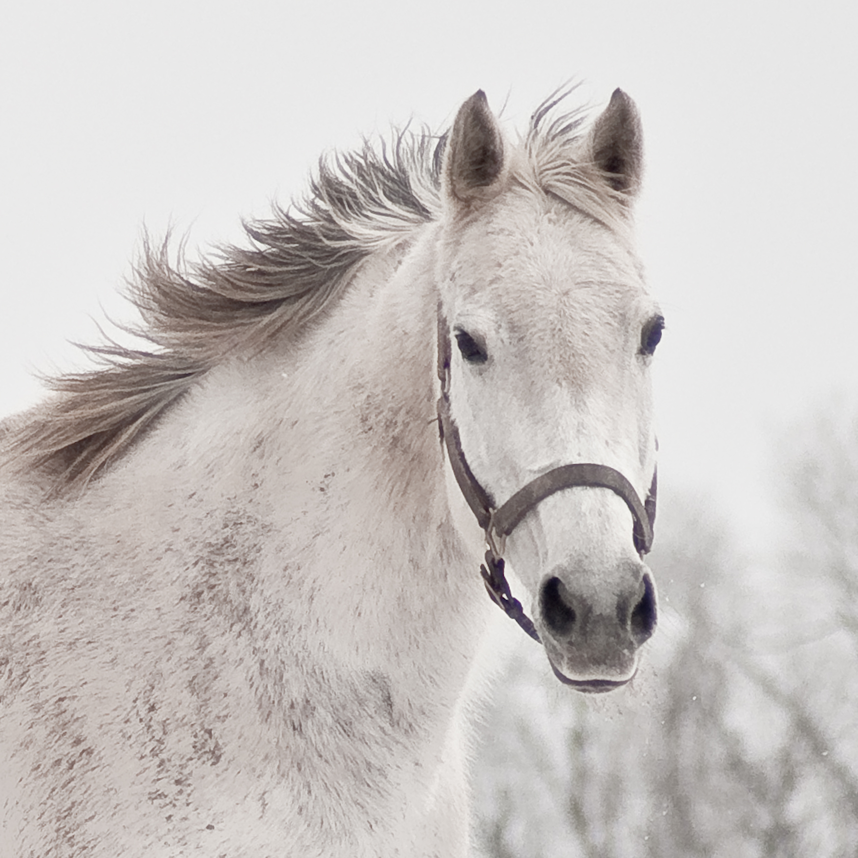Светло серая лошадь с ирокезом. Белые лошади с серыми глазами. White mare. Порода лошадей Perlino.