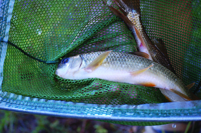 Redhorse Sucker Fish | Flickr - Photo Sharing!