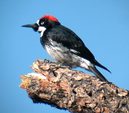 male woodpecker acorn melanerpes formicivorus